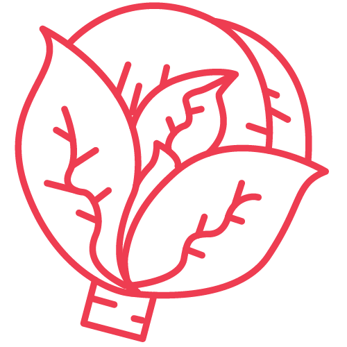 cabbage icon